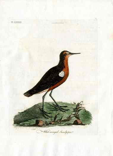 Latham Synopsis Birds 1781 White Winged Sandpiper