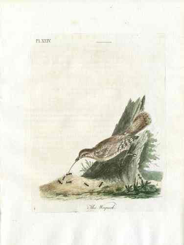 Latham Synopsis Birds 1781 Wryneck
