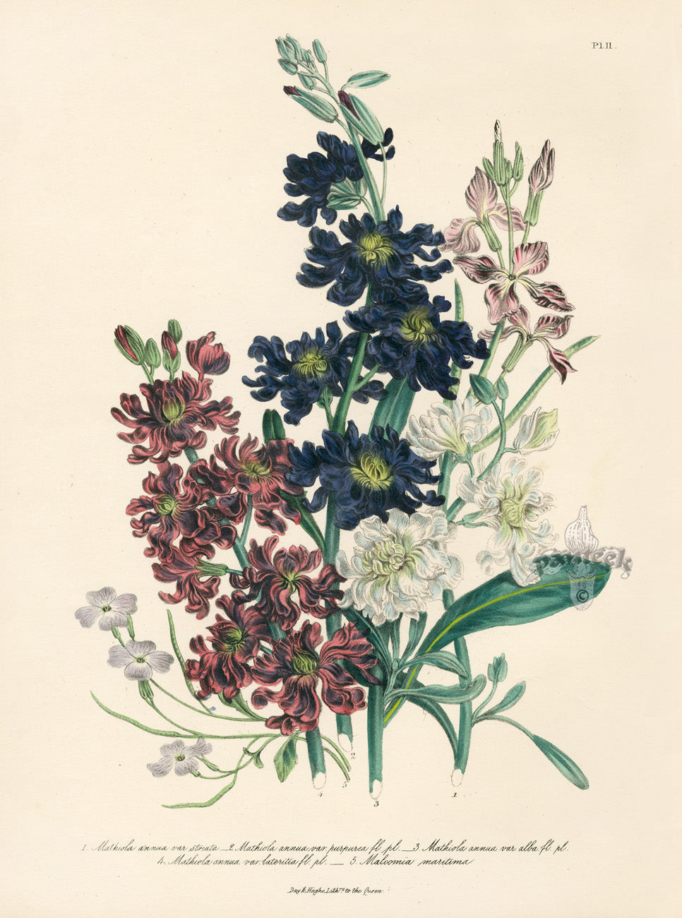 Loudon 1840 Annual or Ten-Week Stock