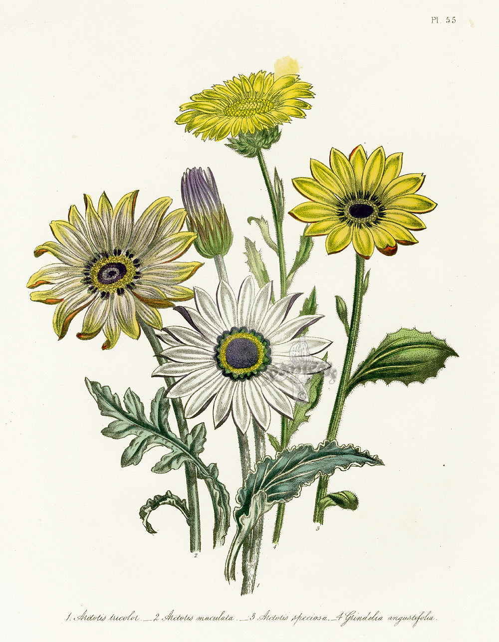 Loudon 1840 Arctotis Daisy