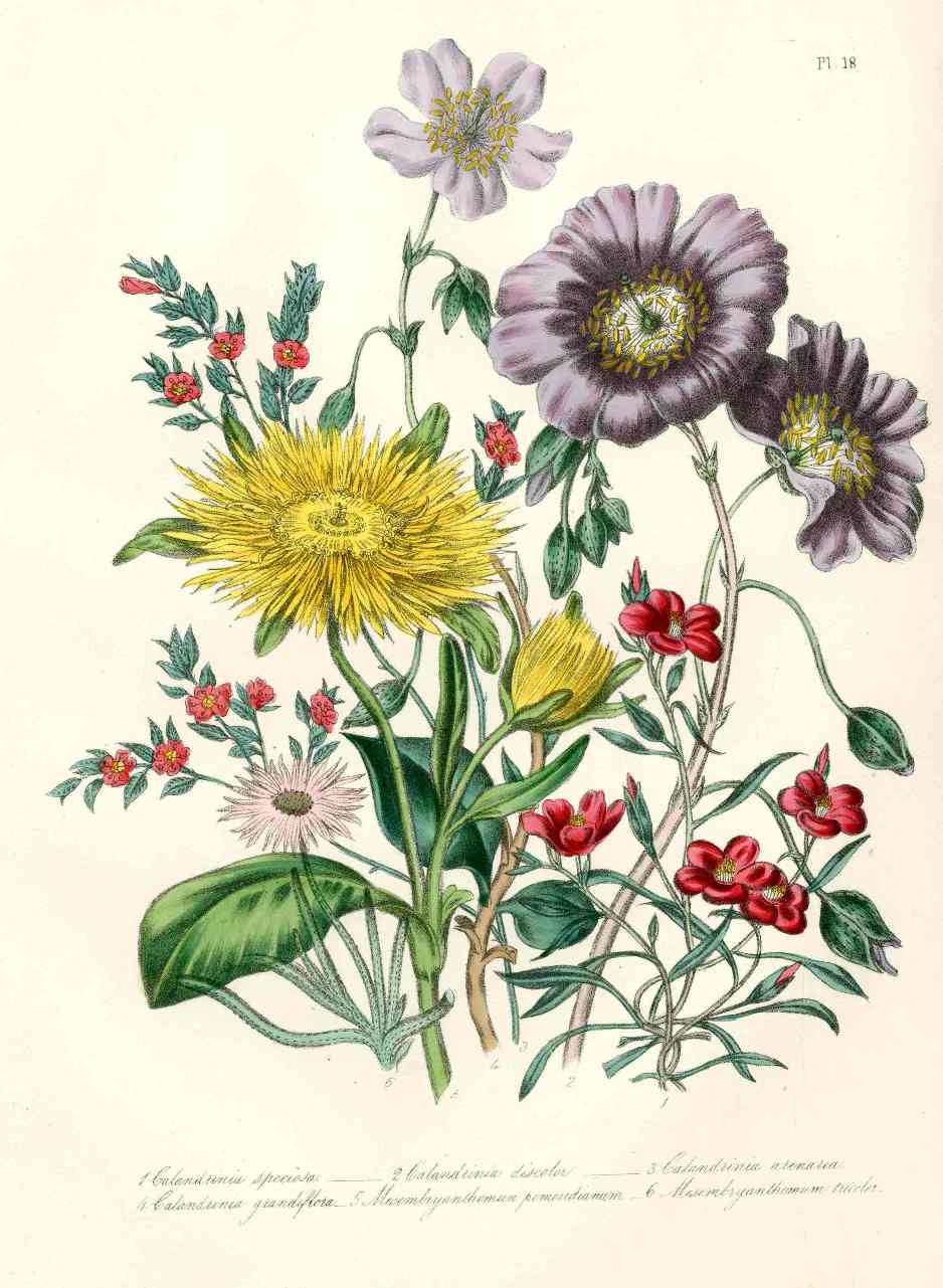 Loudon 1840 Calandrinia Grandiflora