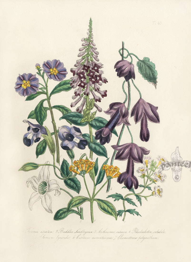 Loudon 1840 Chaenostoma Polyanthum