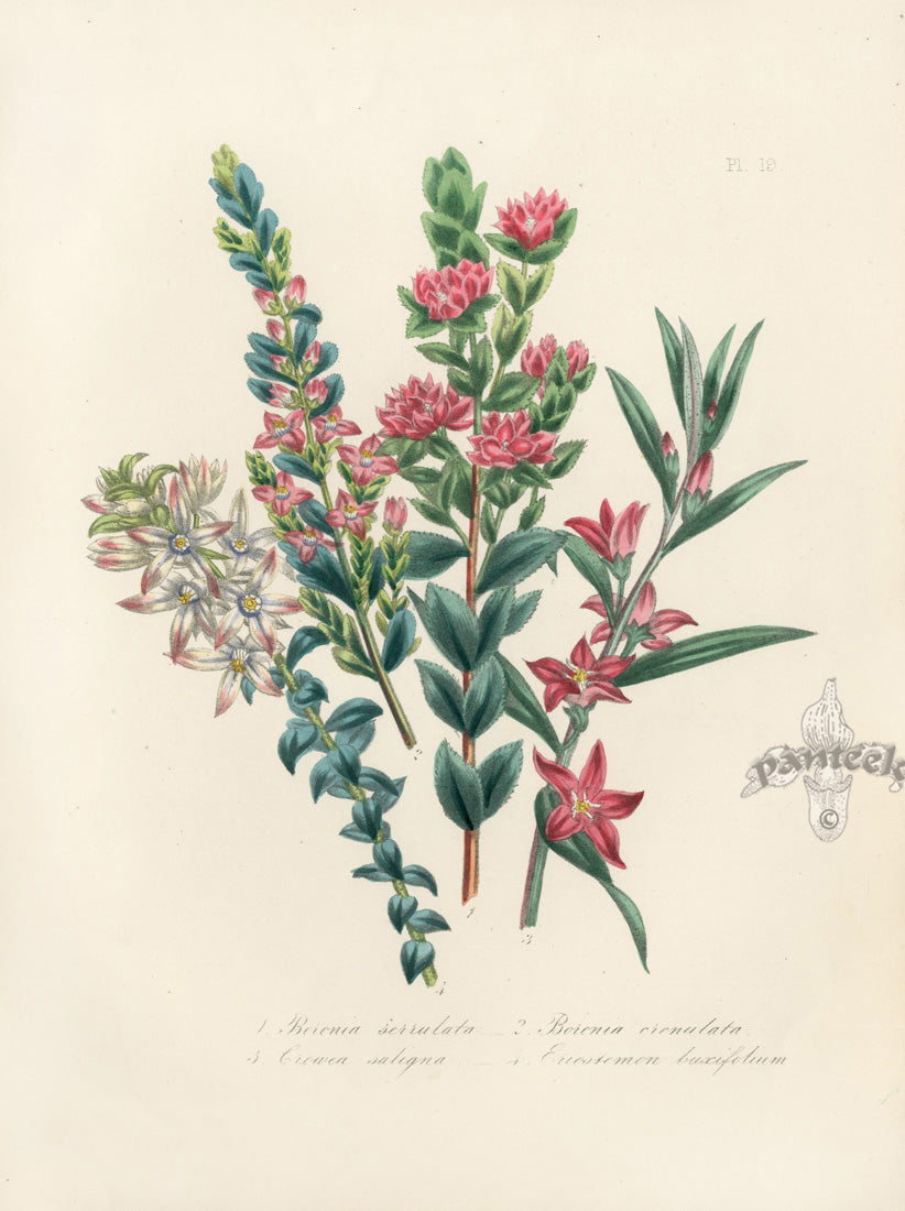 Loudon 1840 Crowea Saligna