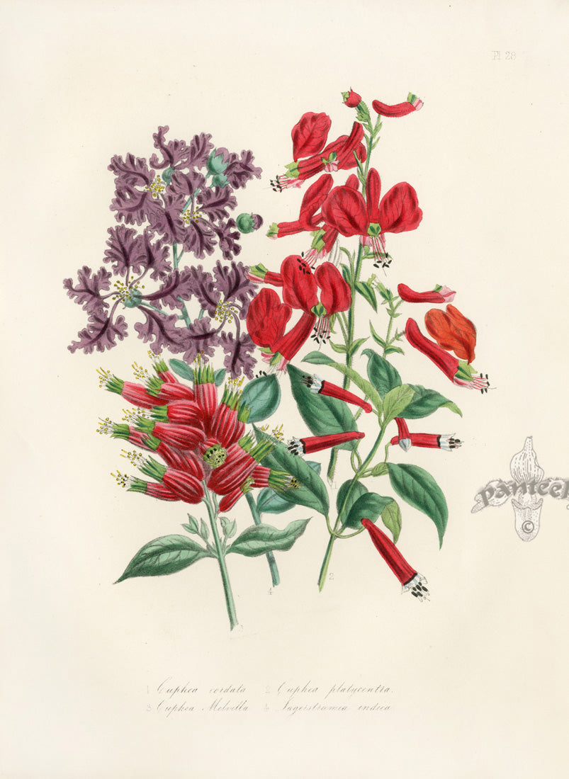 Loudon 1840 Cuphea Strigillosa