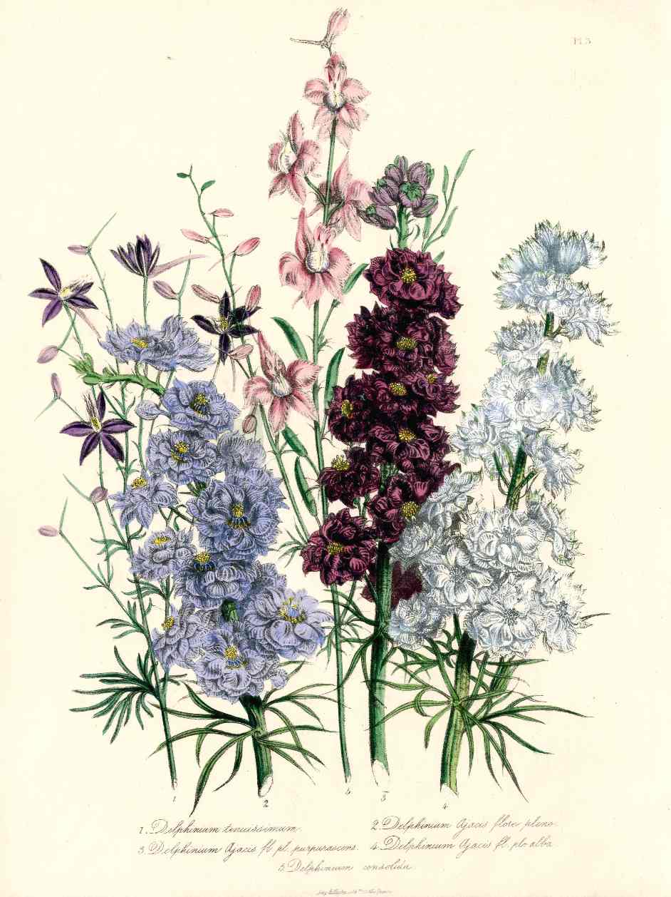 Loudon 1840 Delphinium