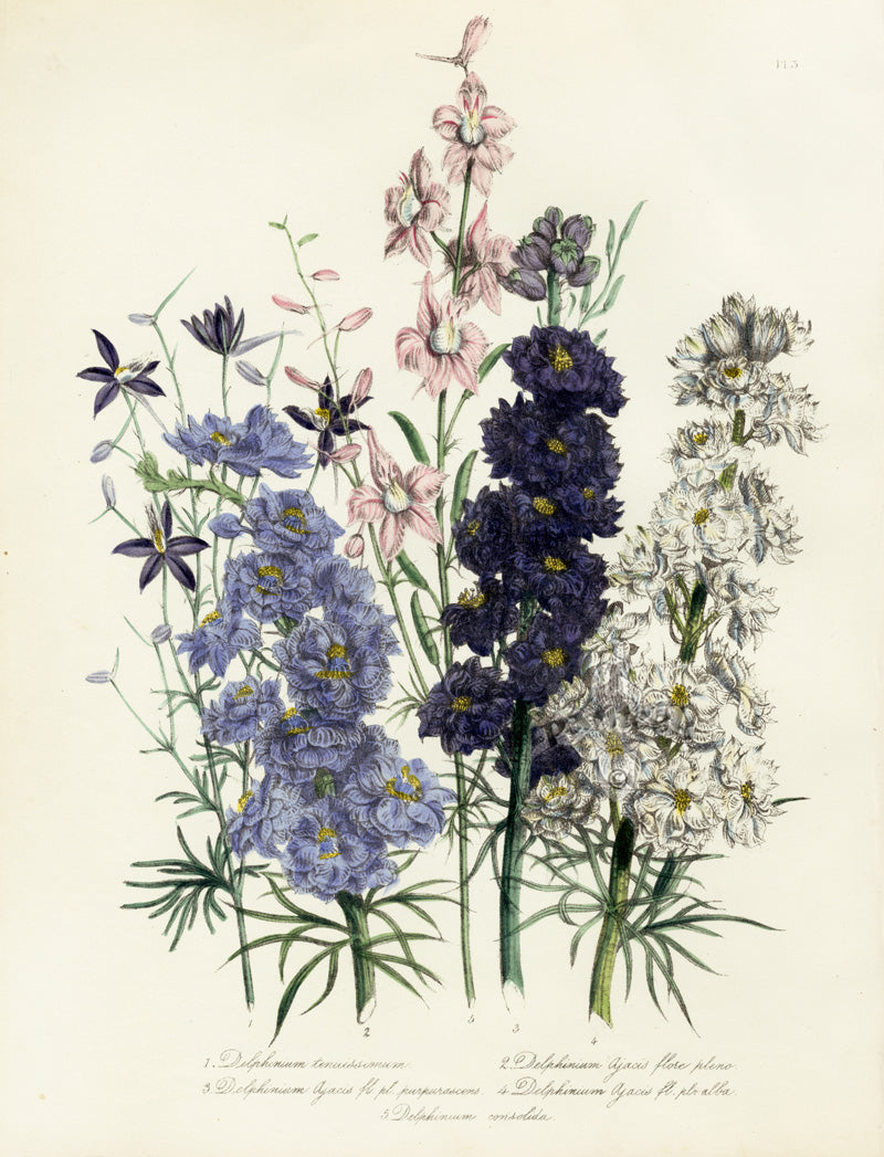 Loudon 1840 Delphinium, Fumaria