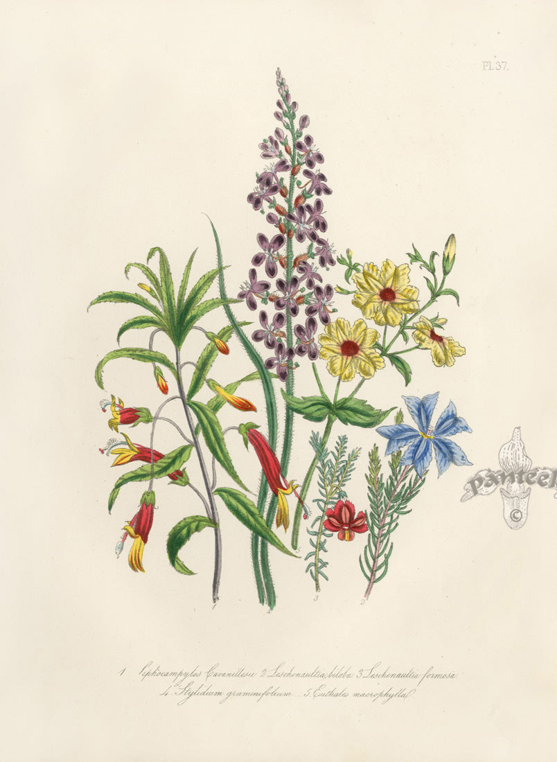 Loudon 1840 Euthales Macrophylla