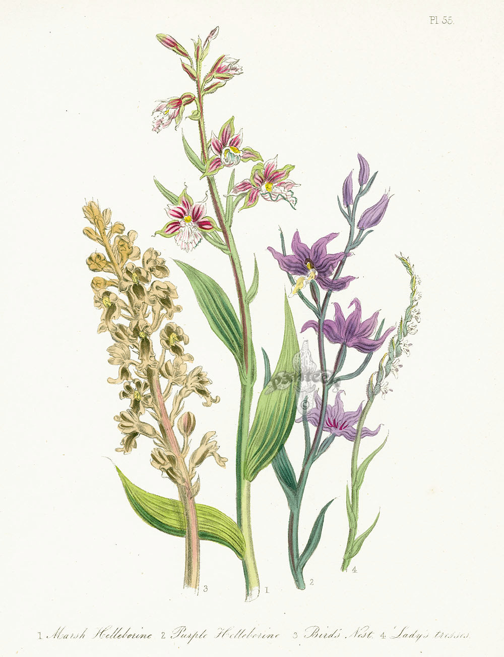 Loudon 1840 Helleborne