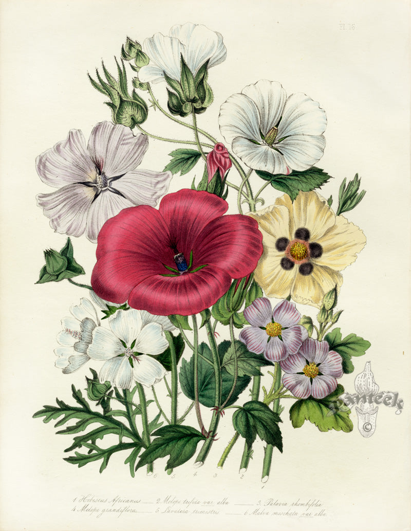 Loudon 1840 Hibiscus, Lavatera, Malva