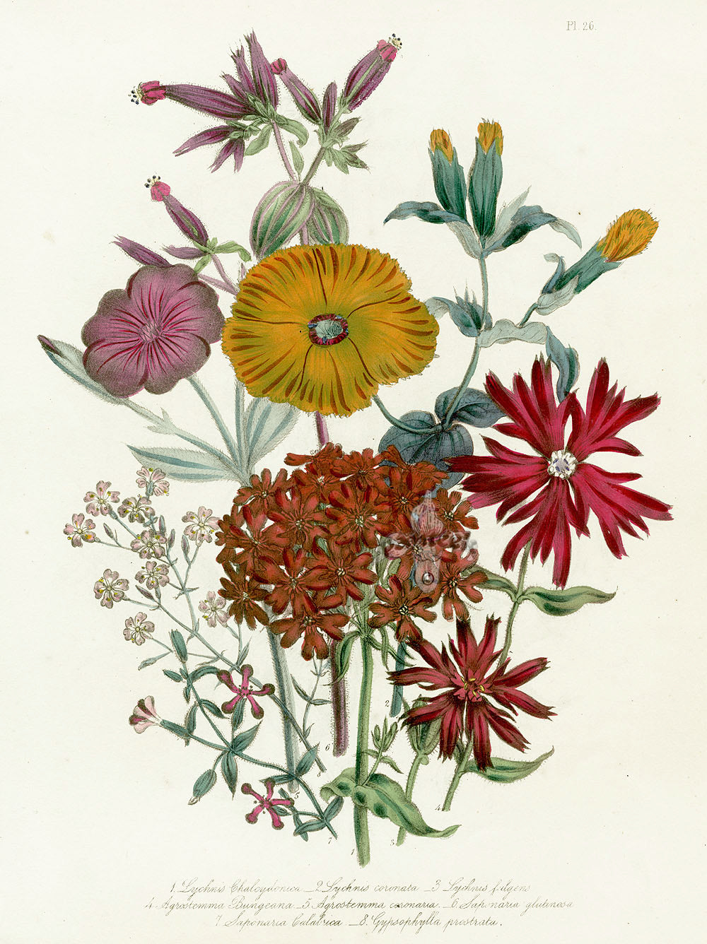Loudon 1840 Lychnis, Flower of Jove