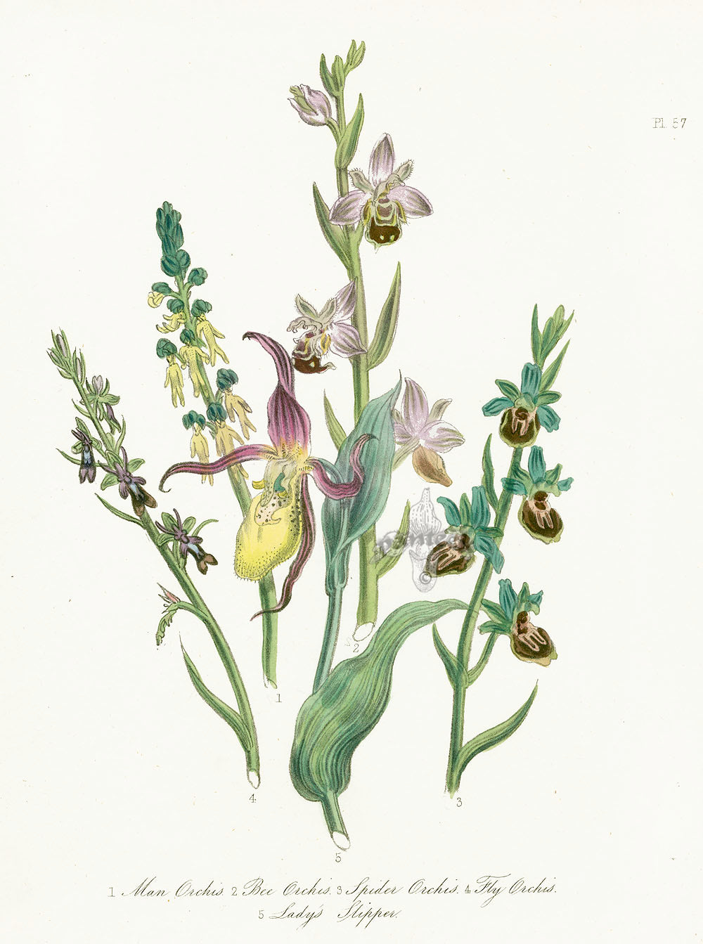 Loudon 1840 Man Orchis, Lady's Slipper