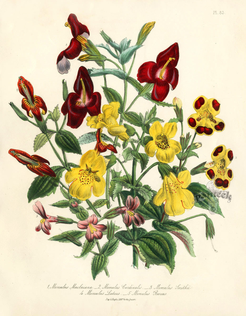 Loudon 1840 Mimulus Maclaiana
