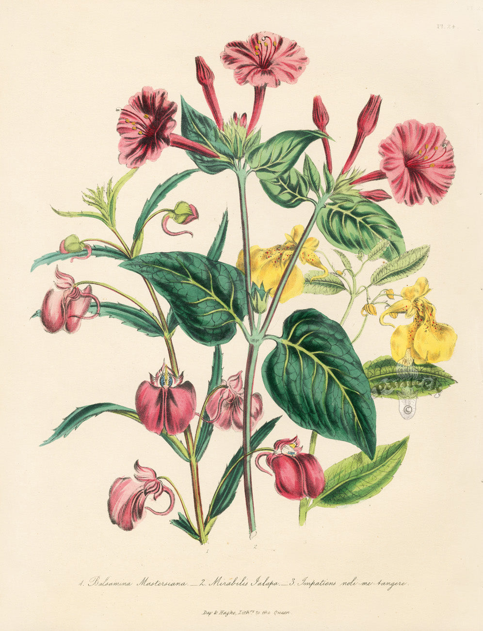 Loudon 1840 Mirabilis Jalapa