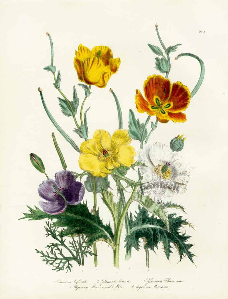 Loudon 1840 Prickly Poppy, Horned Poppy