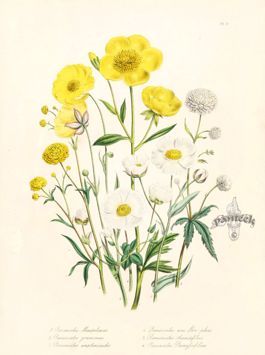 Loudon 1840 Ranunculus Monspeliacus