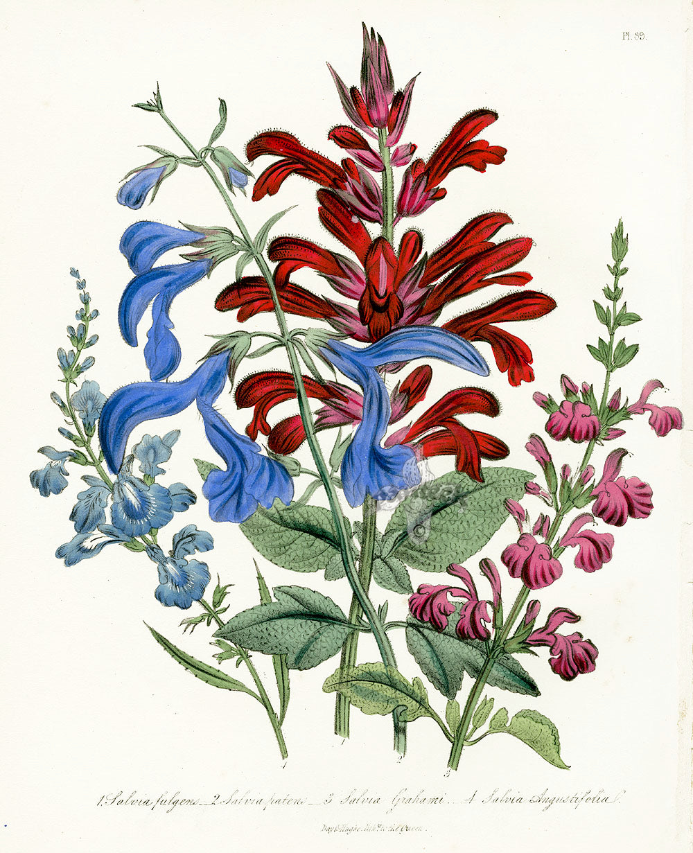 Loudon 1840 Salvia