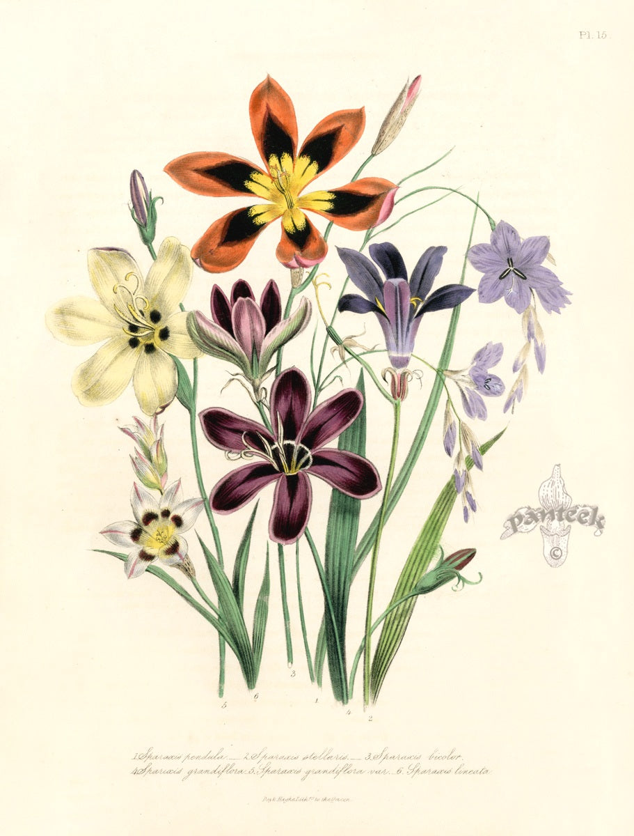 Loudon 1840 Sparaxis Pendula