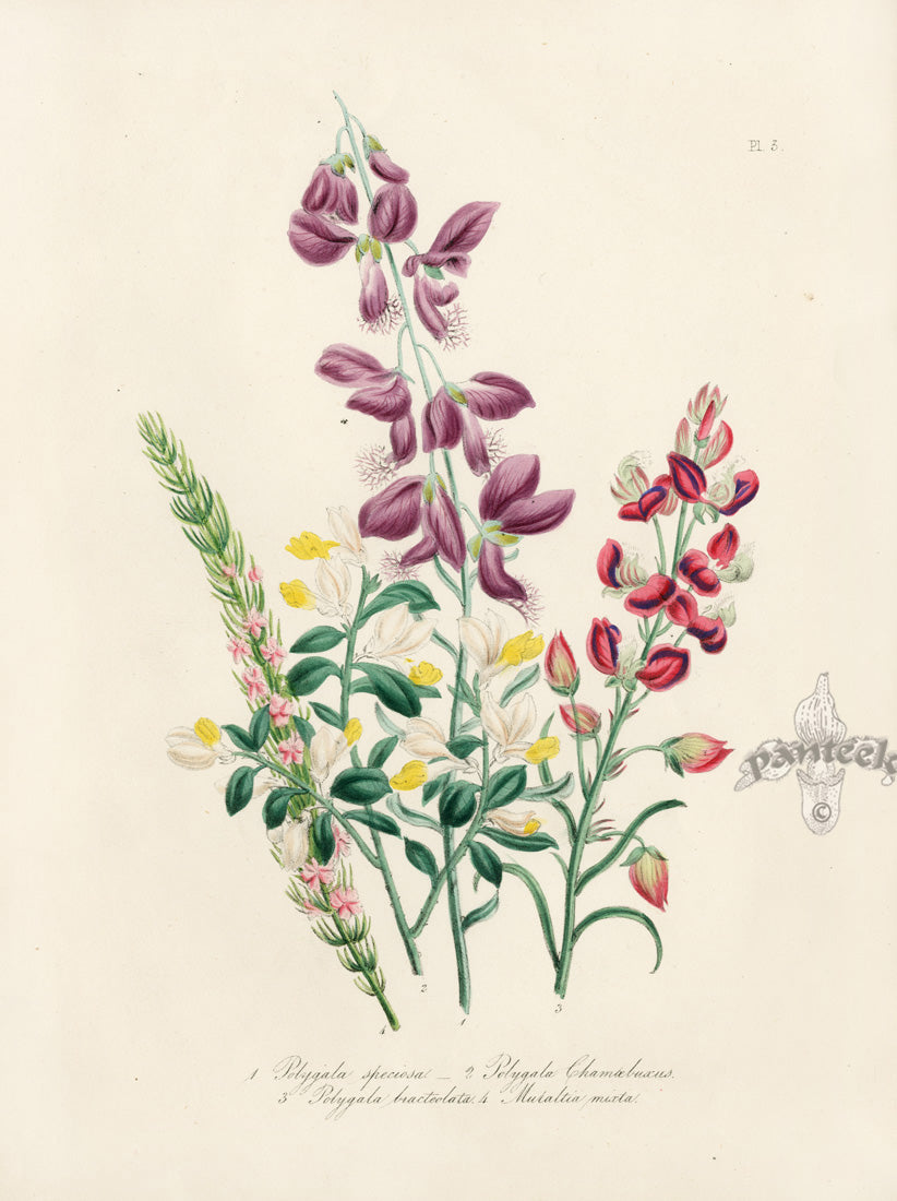 Loudon 1840 The Box-leaved Milkwort