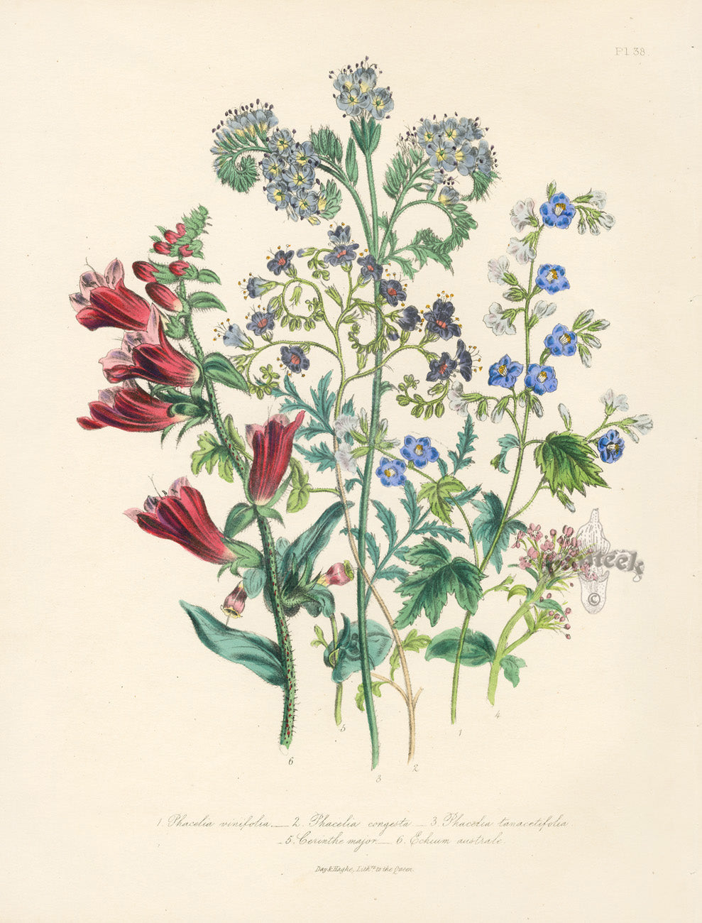 Loudon 1840 The Southern Viper's Bugloss