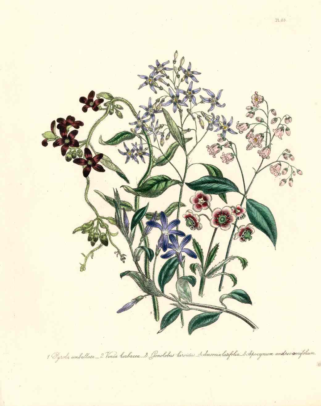 Loudon 1840 Vinca