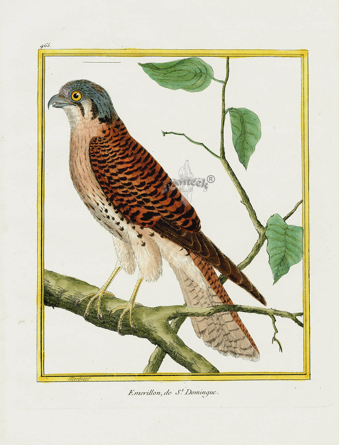 Martinet Buffon Original Antique Prints Emerillon