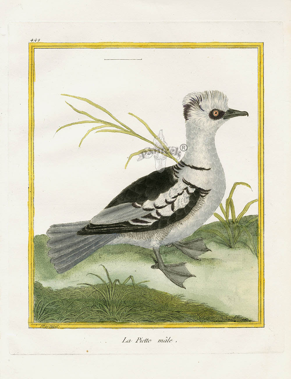 Martinet Buffon Original Antique Prints La Piette