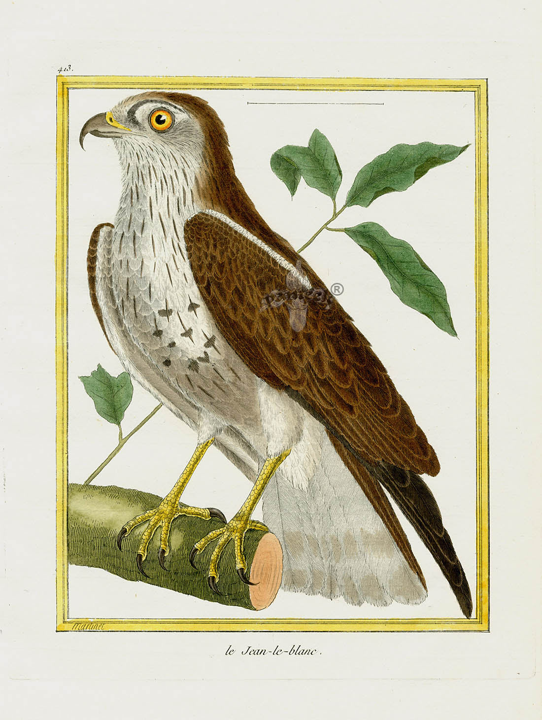 Martinet Buffon Original Antique Prints Le Jean-le-blanc