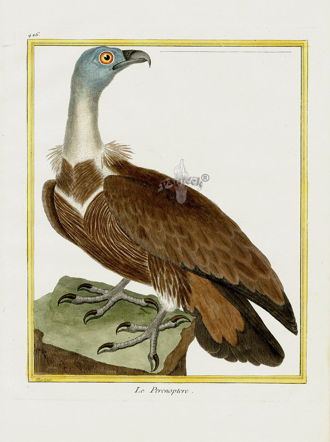 Martinet Buffon Original Antique Prints Le Perenoptere