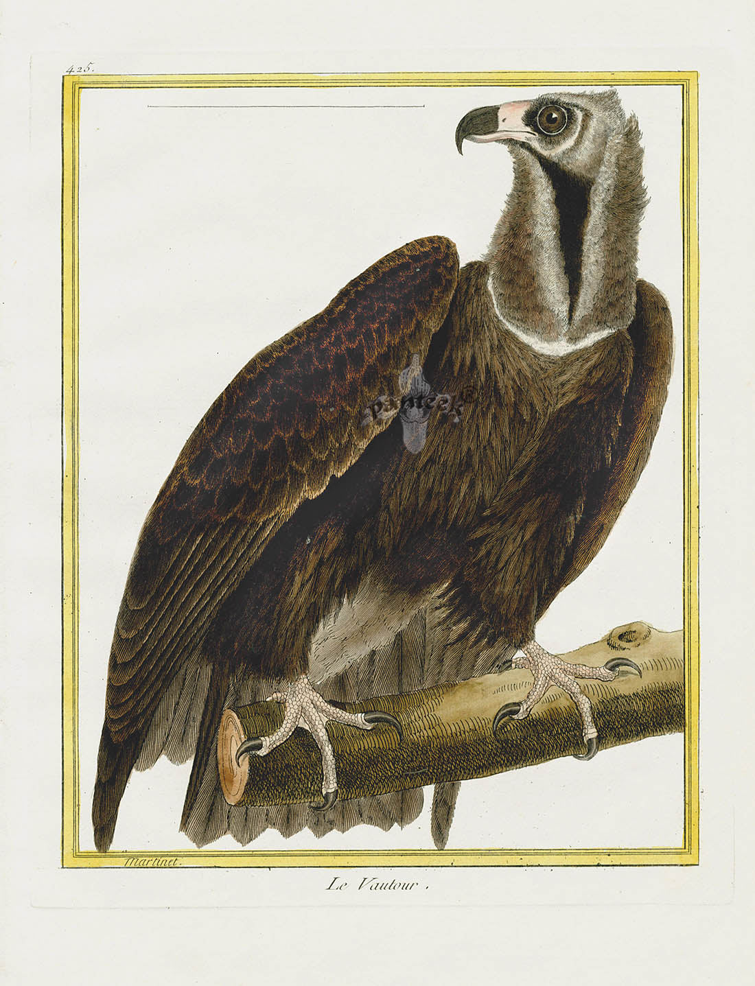 Martinet Buffon Original Antique Prints Le Vautour