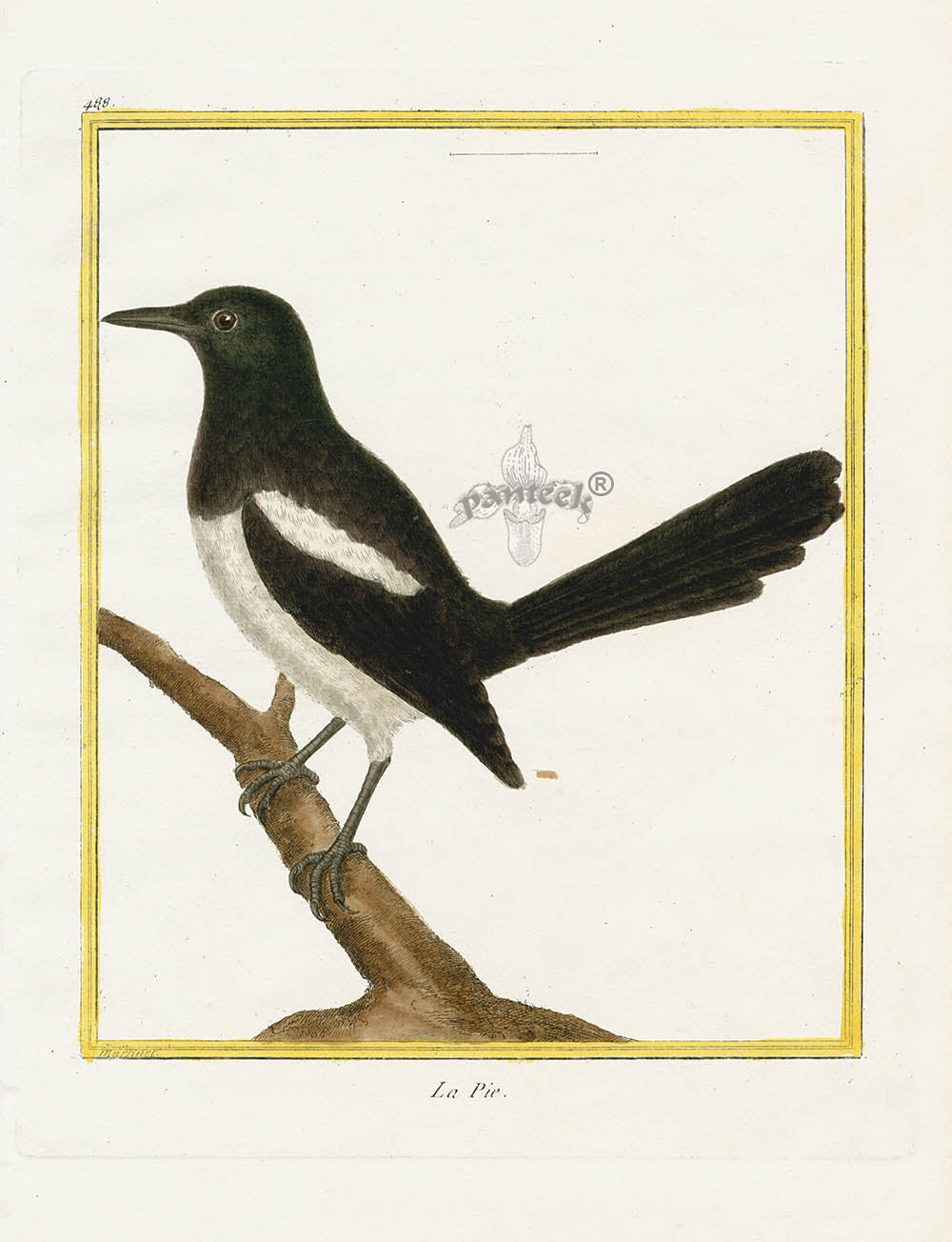 Martinet Buffon Original Antique Prints Magpie