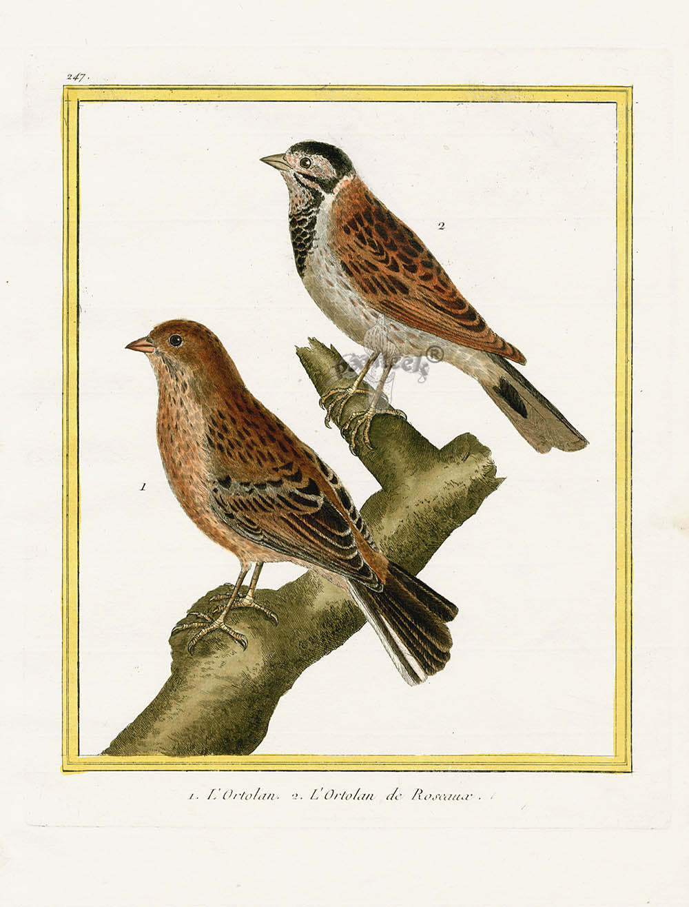 Martinet Buffon Original Antique Prints Ortolan