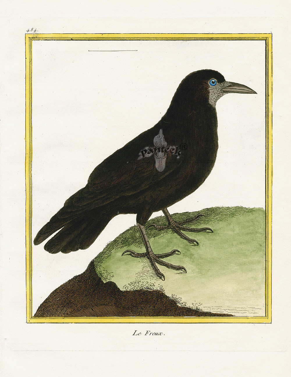 Martinet Buffon Original Antique Prints Rook