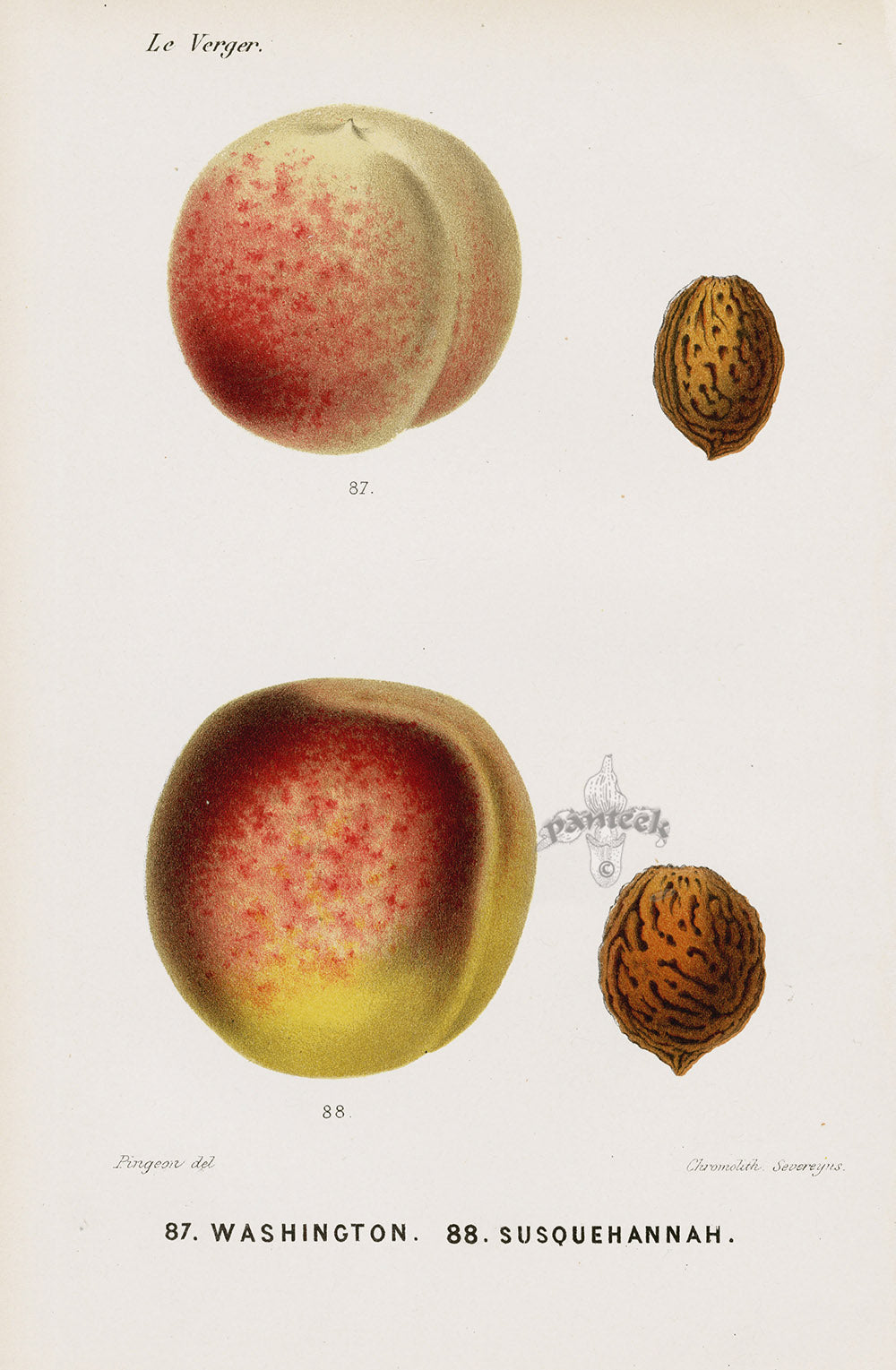 Mas Antique Fruit Print 1866 Washington Peach