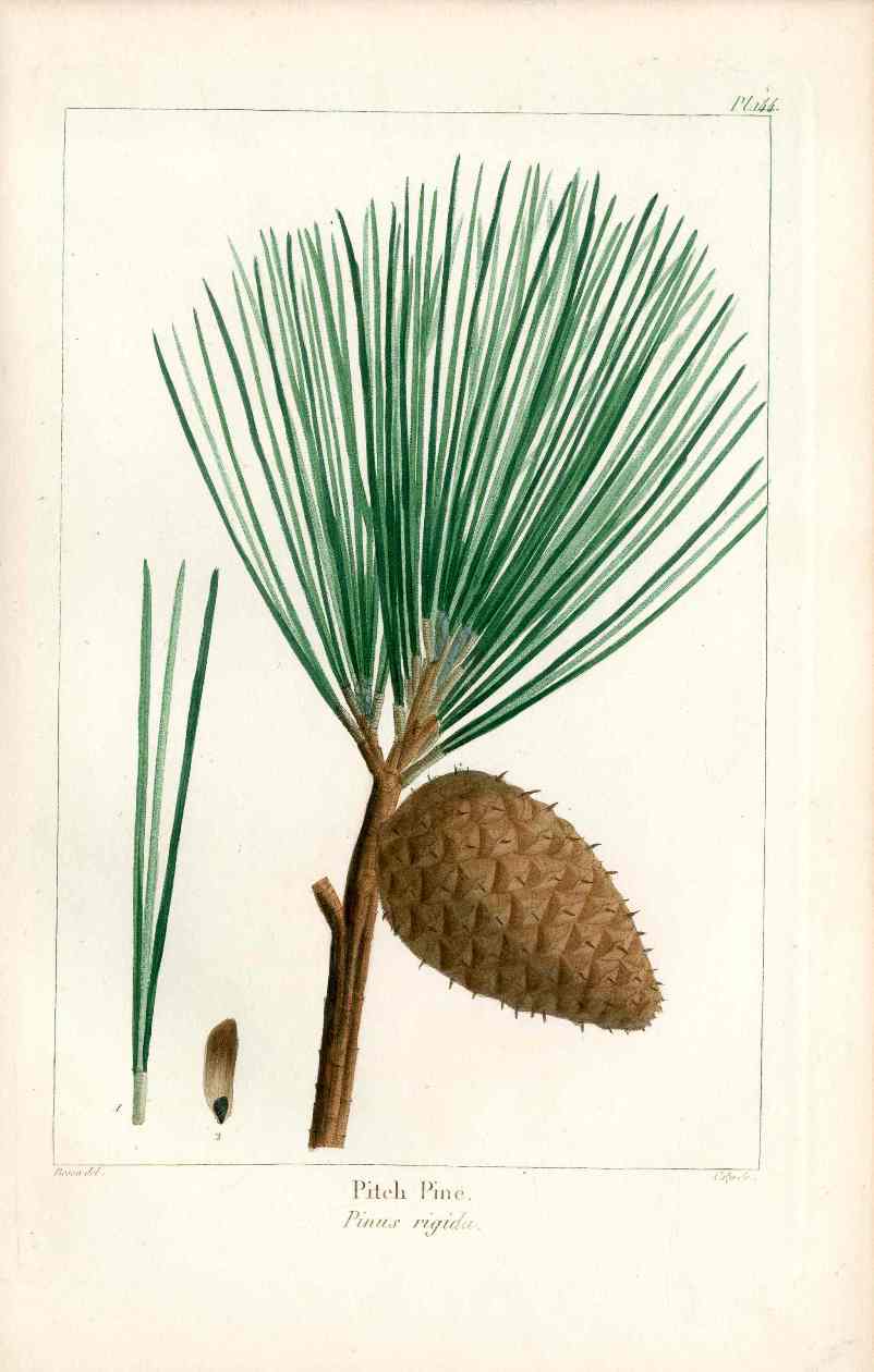 Michaux Sylva, Bessa & Redoute Tree Pitch Pine Bessa