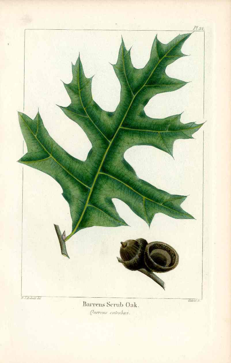 Michaux Sylva, Bessa & Redoute Tree Prints Barrons Scrub Redoute