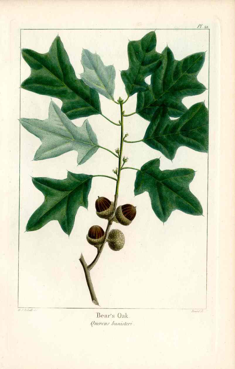 Michaux Sylva, Bessa & Redoute Tree Prints Bear's Oak Redoute