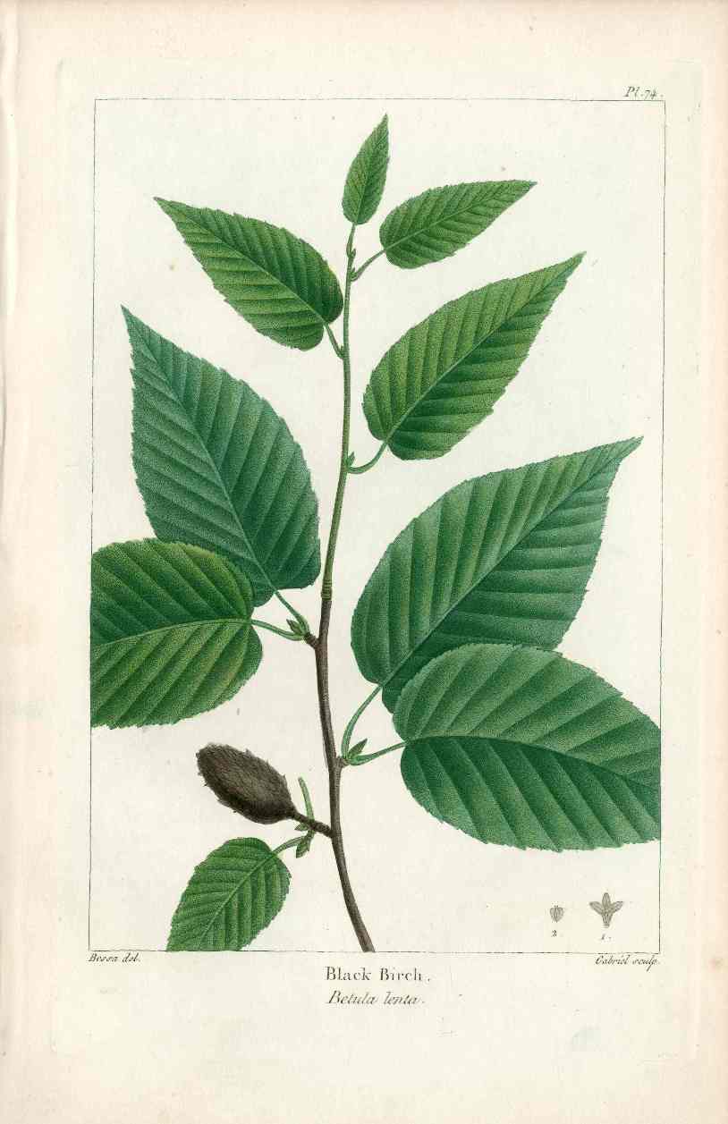 Michaux Sylva, Bessa & Redoute Tree Prints Black Birch