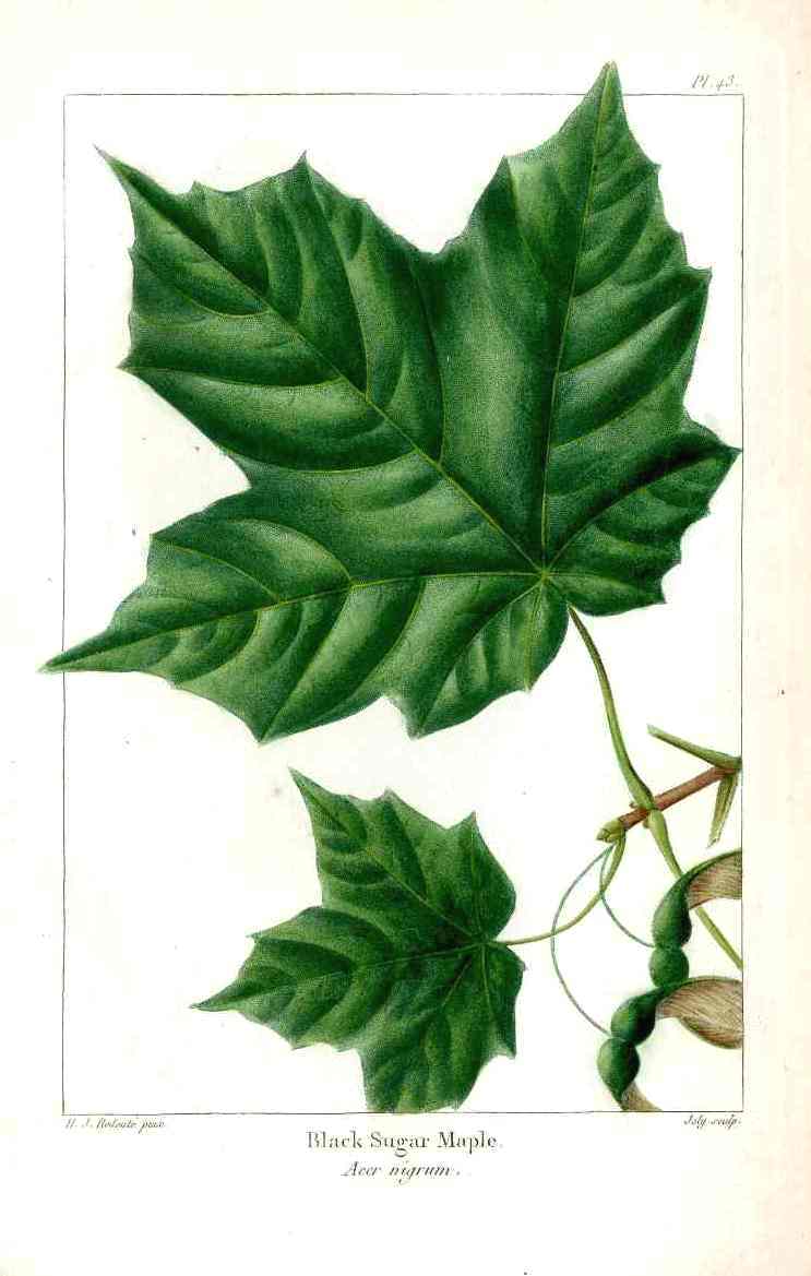 Michaux Sylva, Bessa & Redoute Tree Prints Black Sugar Maple Redoute