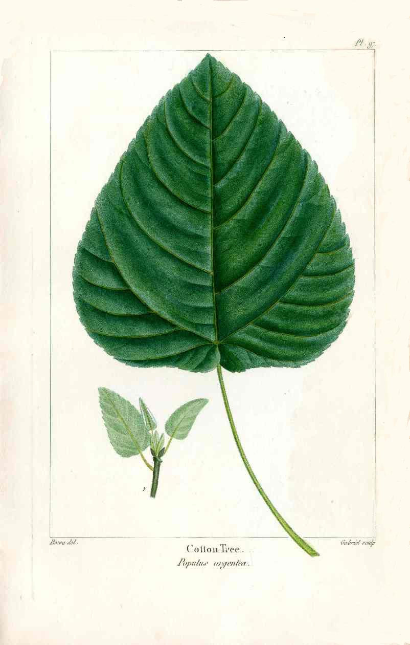 Michaux Sylva, Bessa & Redoute Tree Prints Cotton Tree