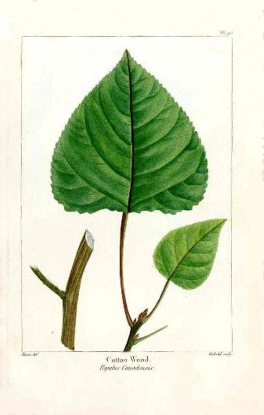 Michaux Sylva, Bessa & Redoute Tree Prints Cotton Wood