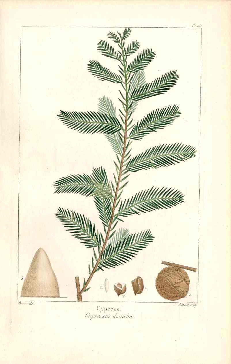 Michaux Sylva, Bessa & Redoute Tree Prints Cypress