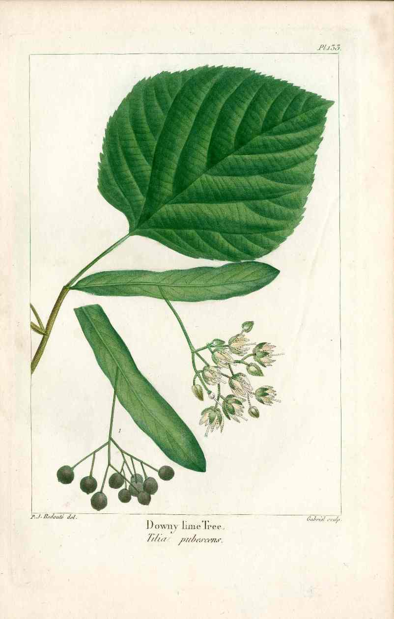 Michaux Sylva, Bessa & Redoute Tree Prints Downy Lime Tree Redoute