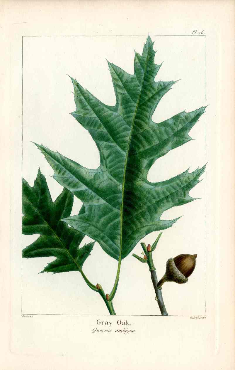 Michaux Sylva, Bessa & Redoute Tree Prints Grey Oak Bessa