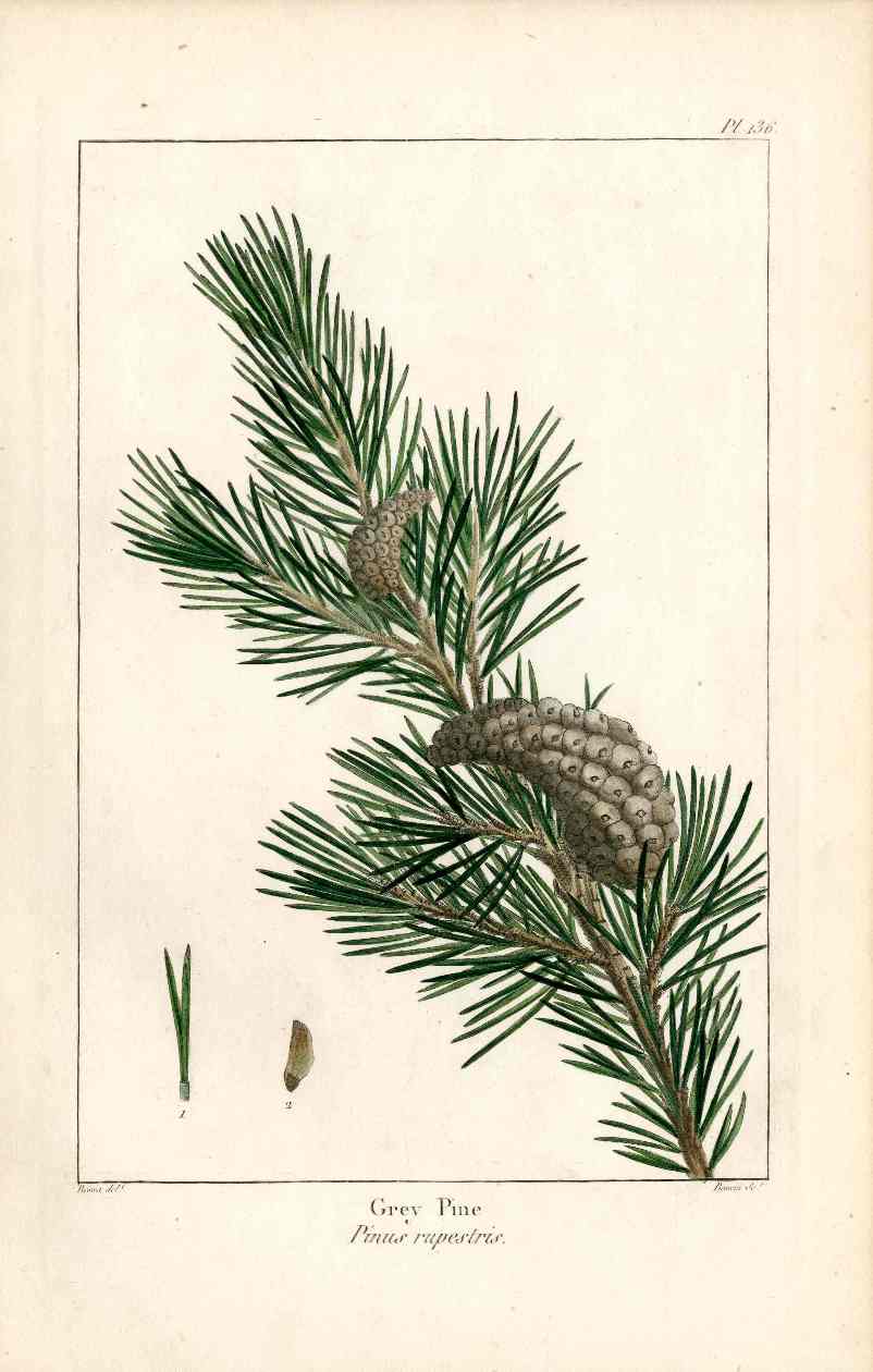 Michaux Sylva, Bessa & Redoute Tree Prints Grey Pine Bessa