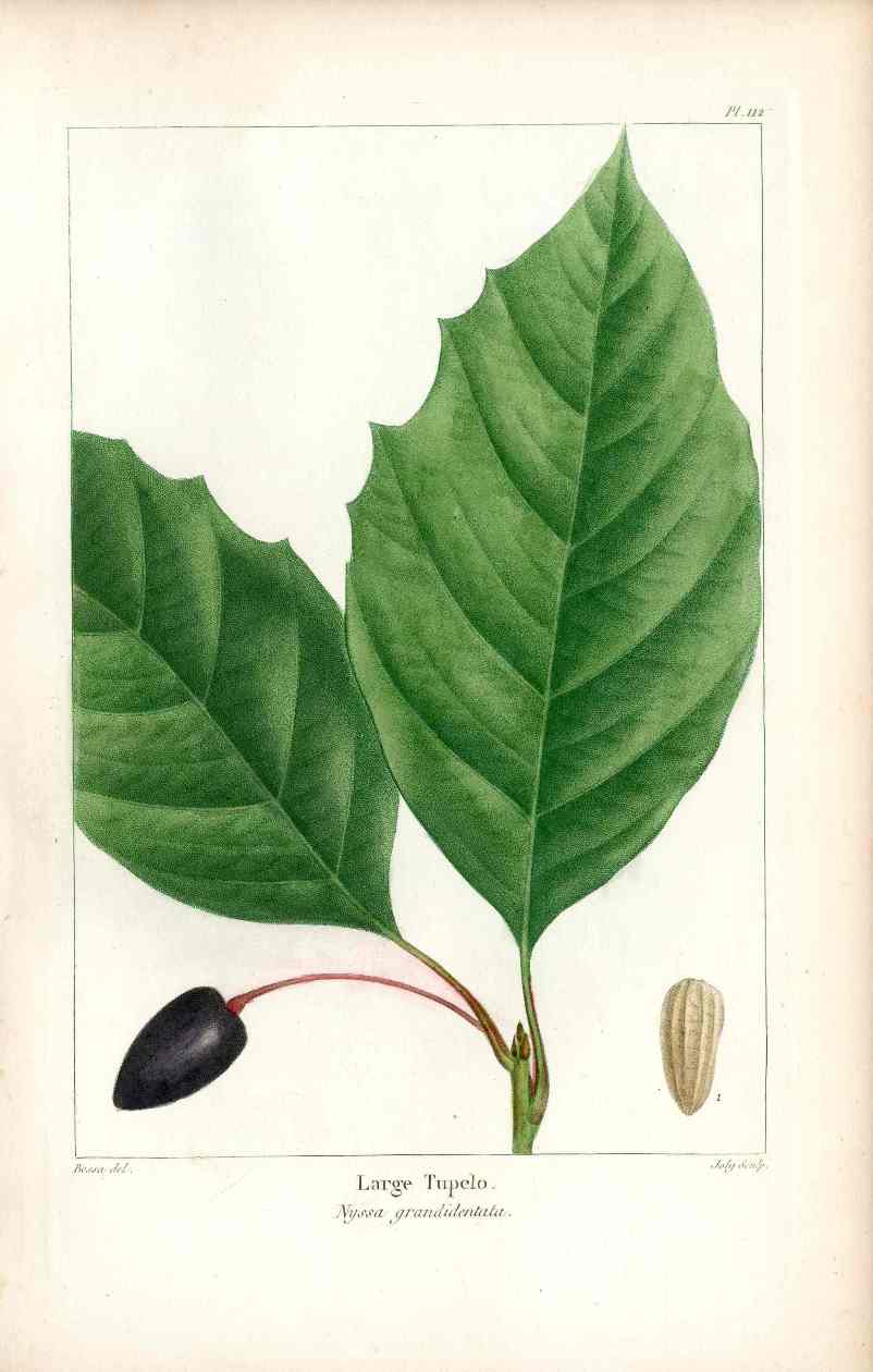 Michaux Sylva, Bessa & Redoute Tree Prints Large Tupelo