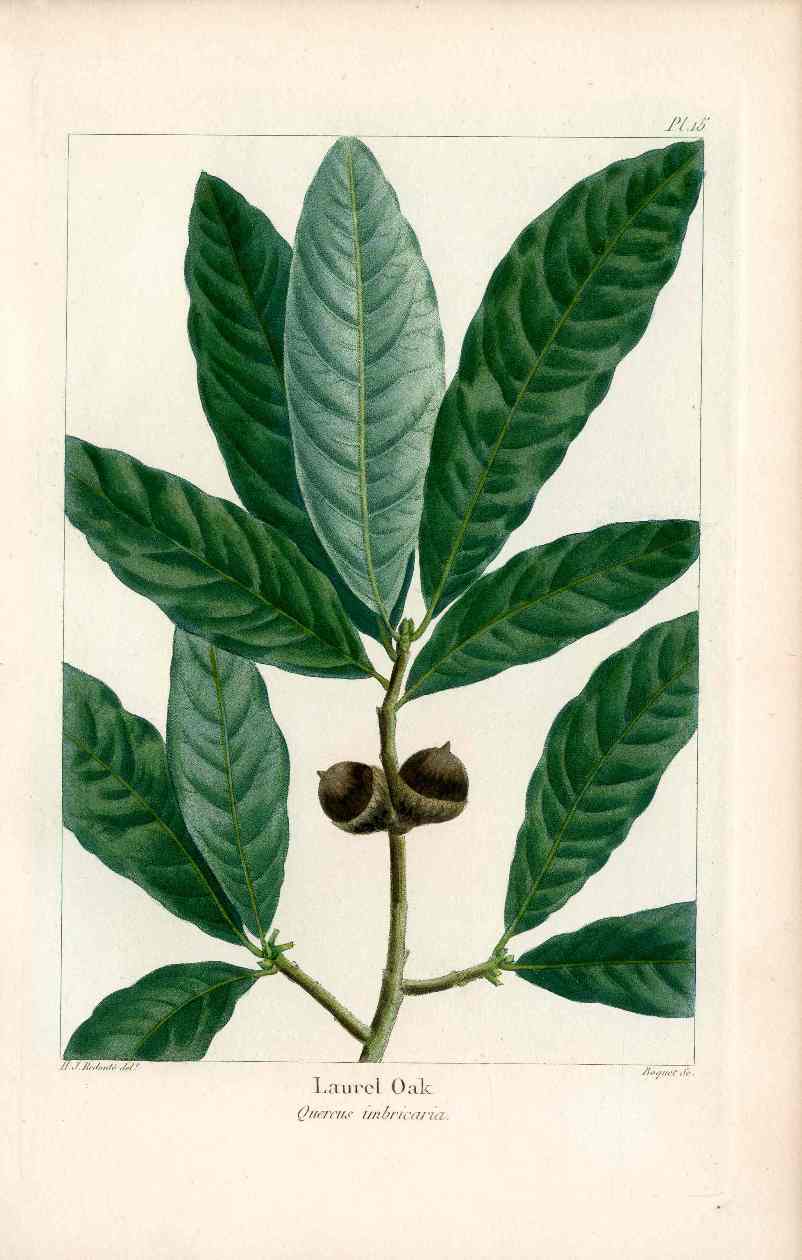 Michaux Sylva, Bessa & Redoute Tree Prints Laurel Oak Redoute