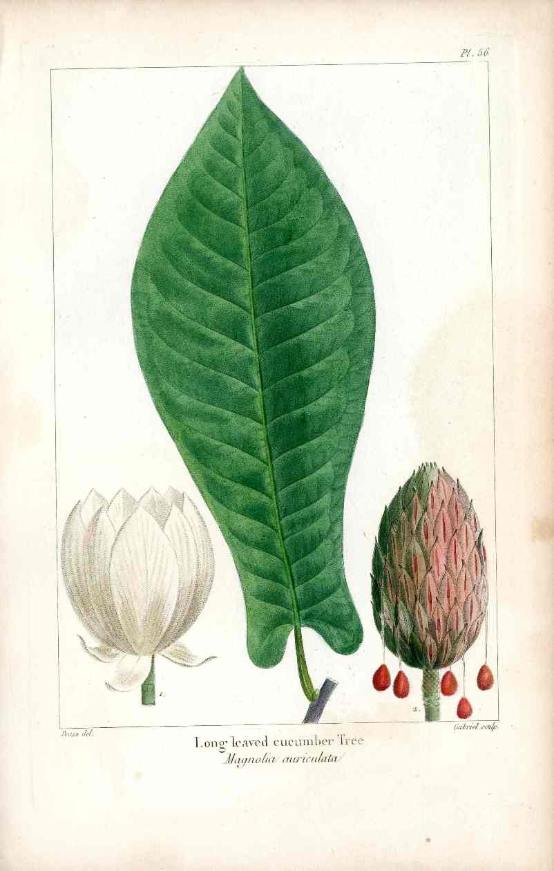 Michaux Sylva, Bessa & Redoute Tree Prints Long leaved Magnolia Bessa
