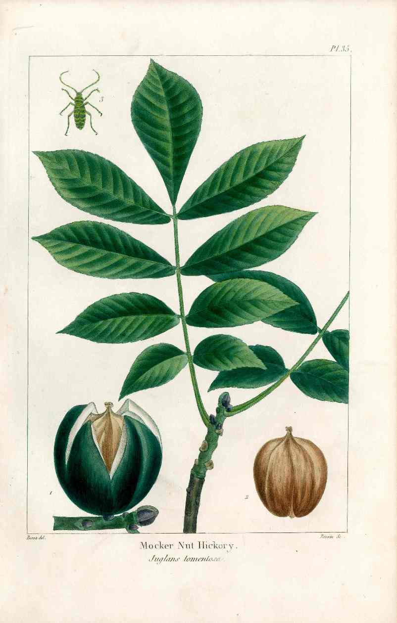 Michaux Sylva, Bessa & Redoute Tree Prints Mocker Nut Hickory