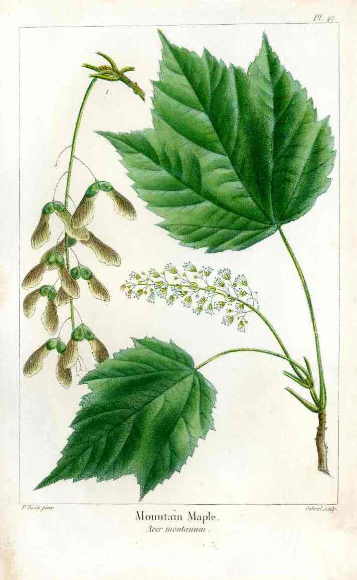 Michaux Sylva, Bessa & Redoute Tree Prints Mountain Maple