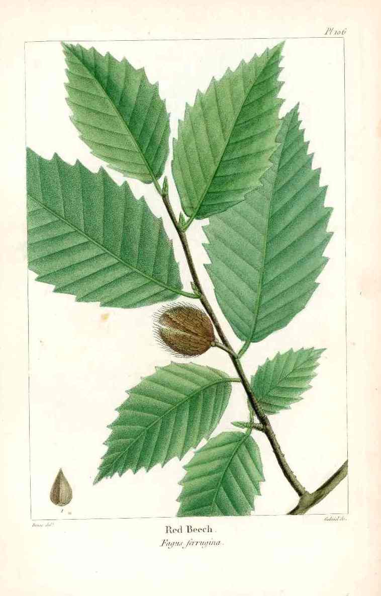 Michaux Sylva, Bessa & Redoute Tree Prints Red Beech